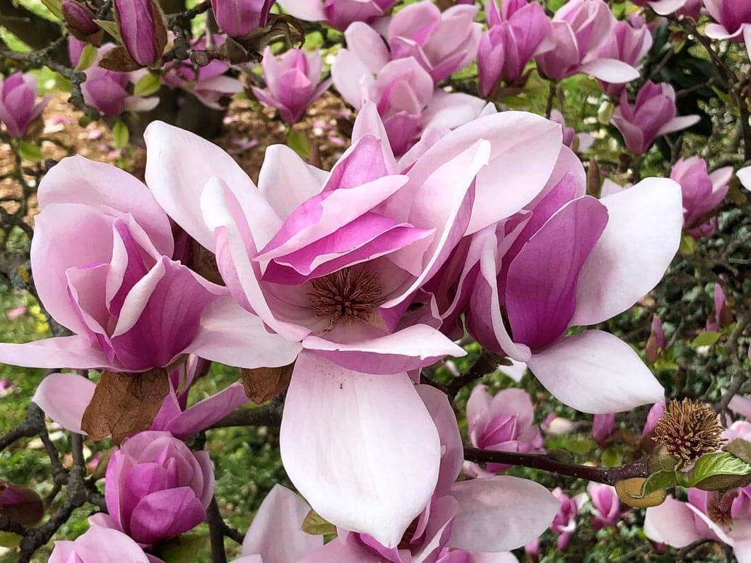 Lire la suite à propos de l’article Des brassées de fleurs pour le Magnolia x soulangeana ‘Burgundy’