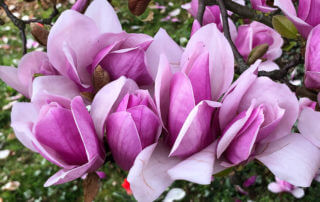 Magnolia x soulangeana 'Burgundy' au début du printemps dans l'École du Breuil, Paris 12e (75)