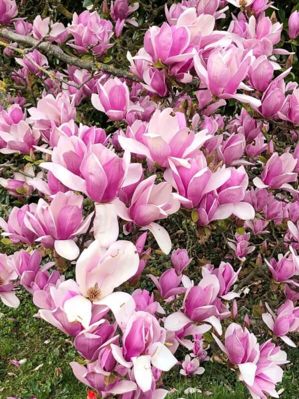 Lire la suite à propos de l’article Quand les magnolias font leur show printanier