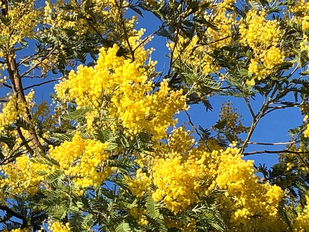 Mimosa, Acacia decurrens 'Rustica', en fin d'hiver dans le Jardin des Plantes, Paris 5e (75)