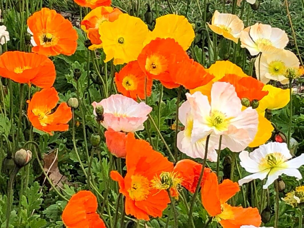 Pavots d'Islande (Papaver nudicaule) au début du printemps dans le Jardin des Plantes, Paris 5e (75)