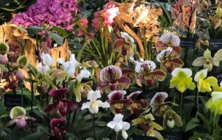 Présentation de Paphiopedilum et Phalaenopsis, Vacherot et Lecoufle, Exposition 1001 orchidées, Jardin des Plantes, Paris 5e (75)