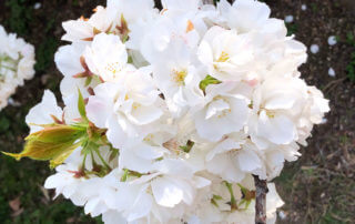 Cerisier à fleurs, Prunus Gp. sato-zakura 'Shirotae' au début du printemps dans le Jardin des Plantes, Paris 5e (75)