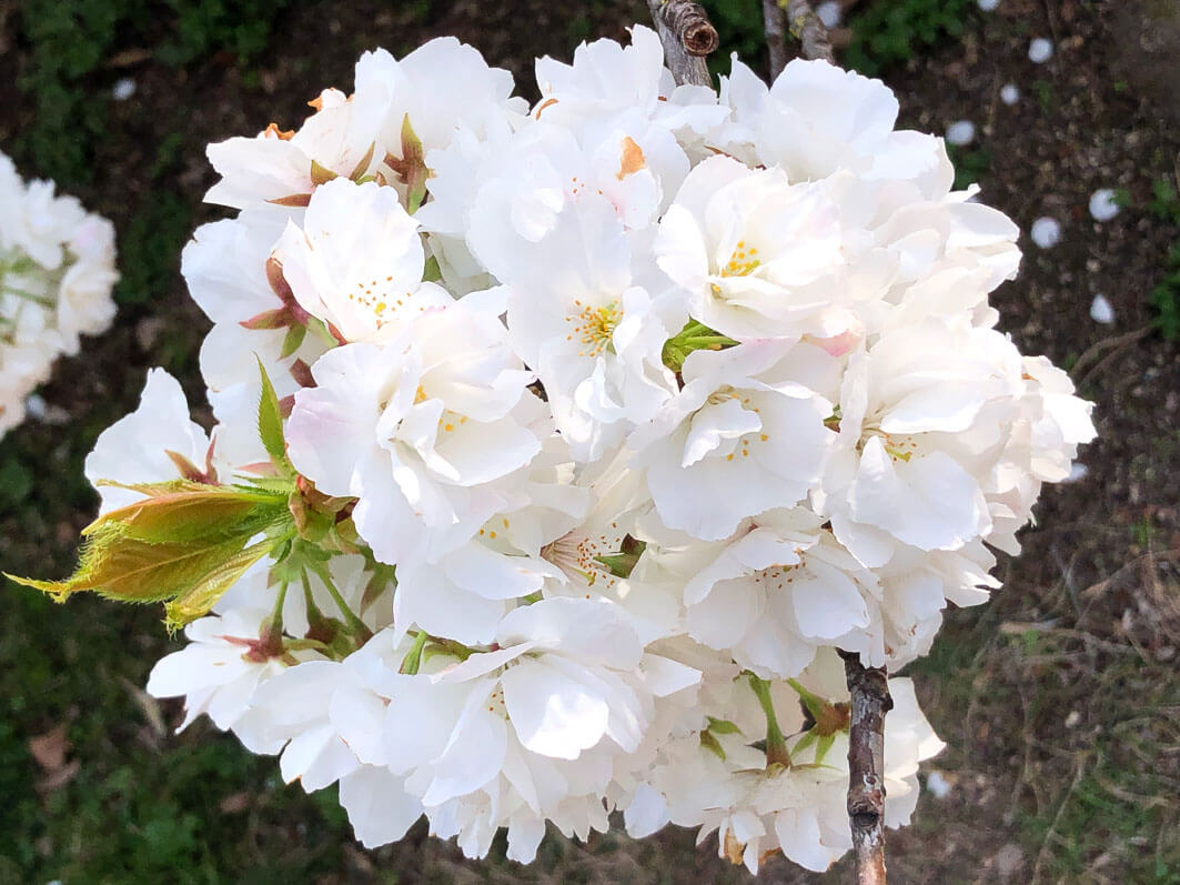 Lire la suite à propos de l’article Le magnifique et vénérable cerisier à fleurs du Jardin des Plantes de Paris