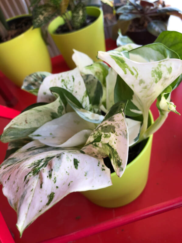 Lire la suite à propos de l’article Mon nouveau pothos à feuilles très panachées de blanc