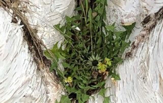 Pissenlit entre les troncs d'un bouleau de l'Himalaya (Betula utilis) au début du printemps dans l'École du Breuil, Paris 12e (75)