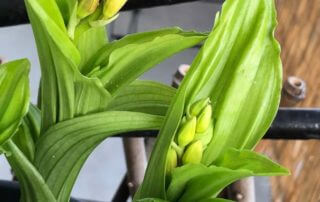 Calanthe prête à fleurir au début du printemps sur mon balcon parisien, orchidée, Orchidacées, Paris 19e (75)