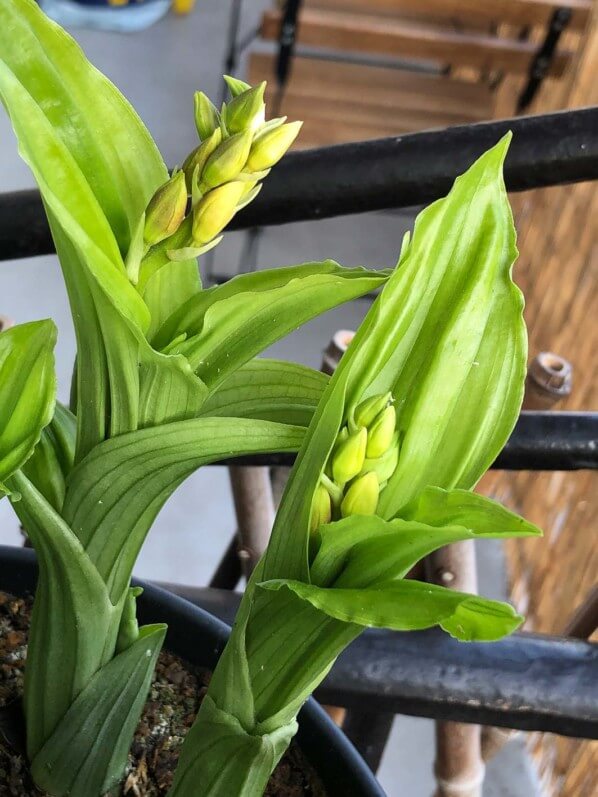 Lire la suite à propos de l’article Potée de calanthe prête à fleurir sur mon balcon parisien