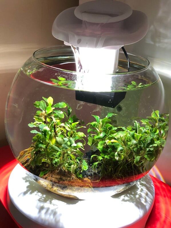 Lire la suite à propos de l’article Nano aquarium Duo Waterfall Globe pour culture de Bucephalandra