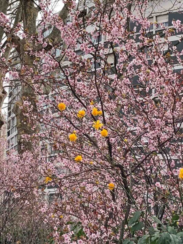 Lire la suite à propos de l’article Nuage fleuri de corête et prunus de Pissard