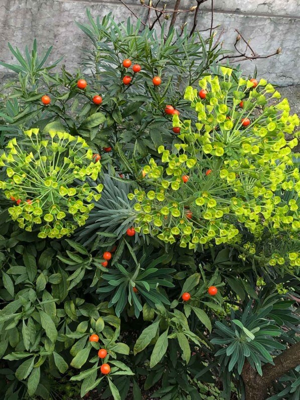 Lire la suite à propos de l’article Pommier d’amour et euphorbe des garrigues