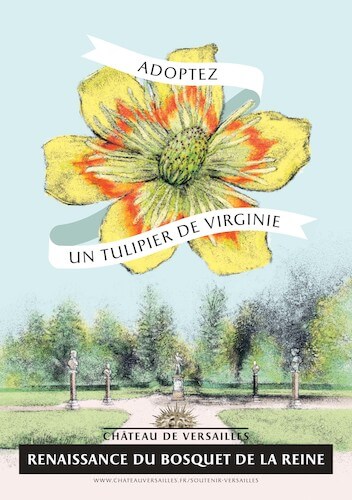 Adoption tulipier de Virginie, mécénat, renaissance du bosquet de la Reine, château de Versailles