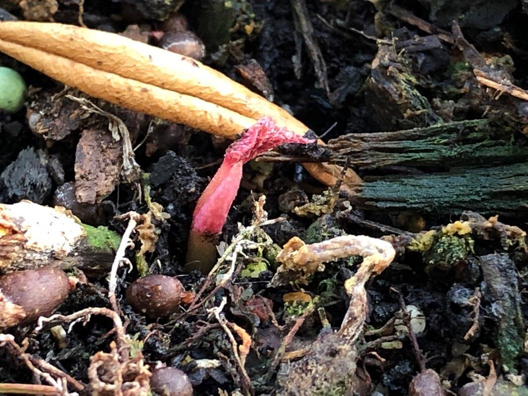Lire la suite à propos de l’article Le réveil précoce du Begonia grandis pourpre PB 03-719