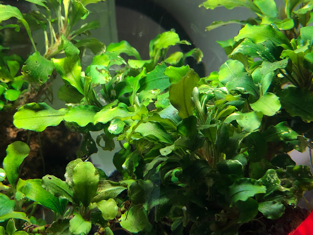 Lire la suite à propos de l’article Ma culture de Bucephalandra ‘Wavy Green’ se porte bien