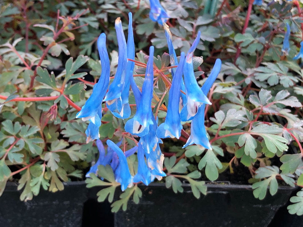 Lire la suite à propos de l’article Corydalis flexuosa ‘Blue Heron’, un bleu incroyable !