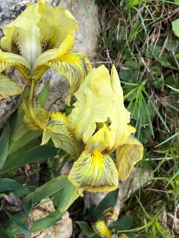 Iris des garriques, Iris lutescens subsp lutescens, en fin d'hiver dans le Jardin des Plantes, Paris 5e (75)
