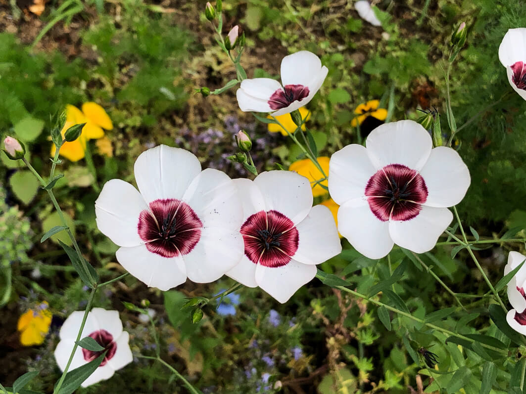 Lire la suite à propos de l’article Du lin à grandes fleurs près de la place de la Nation (Paris 12e)