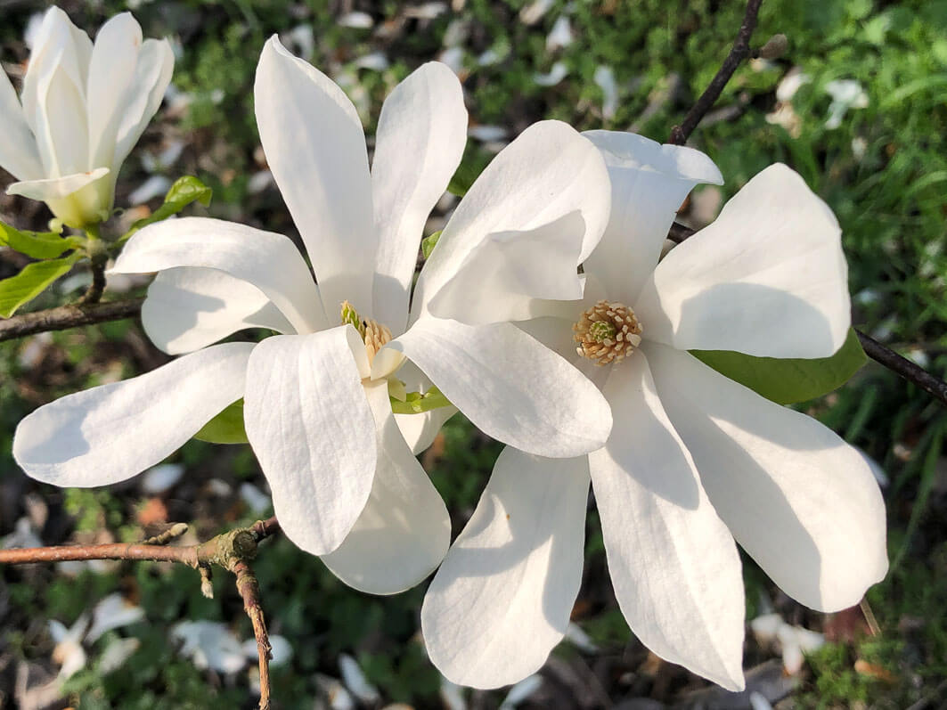 Lire la suite à propos de l’article Printemps en blanc avec le magnolia