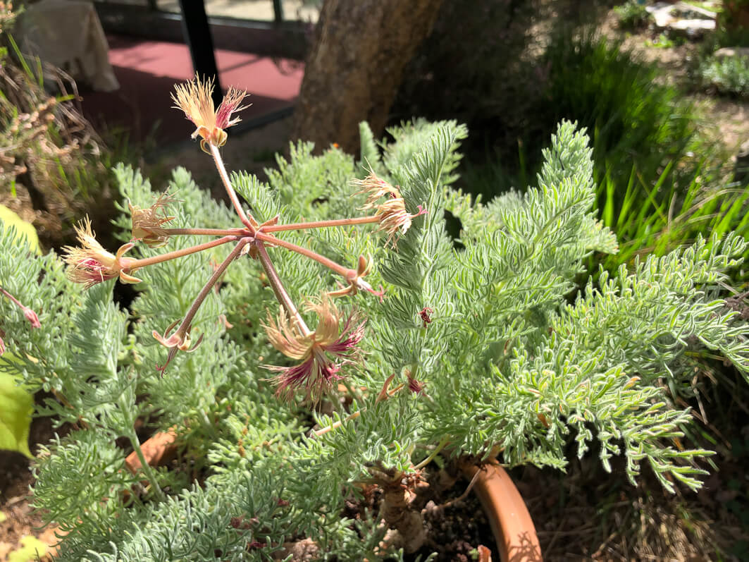 Lire la suite à propos de l’article Pelargonium bowkeri