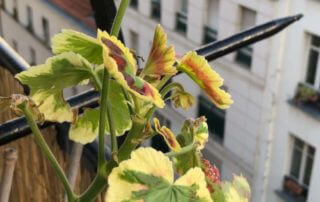 Premières fleurs du Pelargonium 'Tricolor' au début du printemps sur mon balcon parisien, Paris 19e (75)