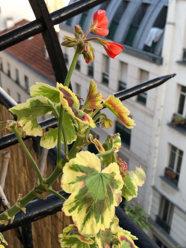Lire la suite à propos de l’article Mon Pelargonium ‘Tricolor’ refleurit