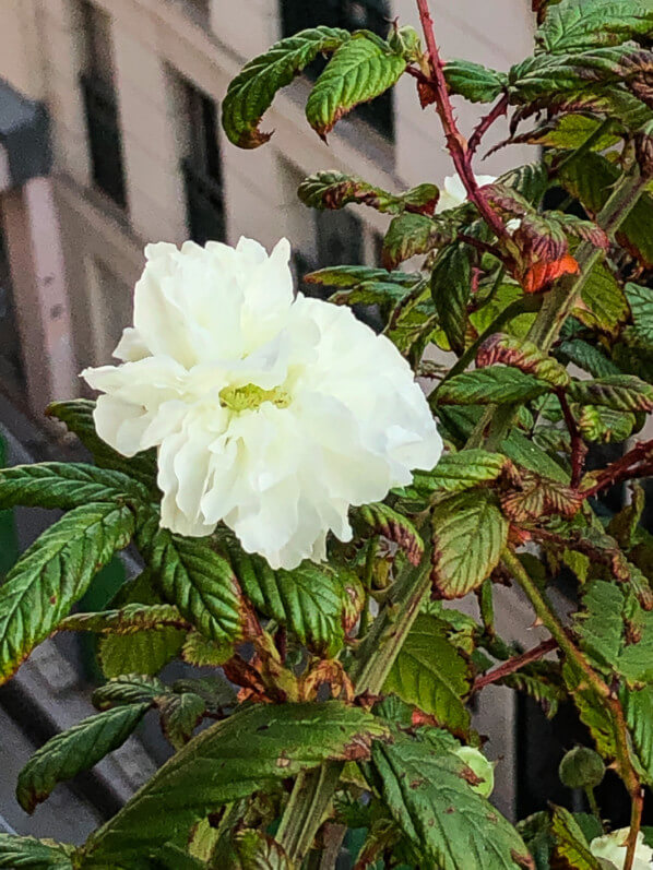 Lire la suite à propos de l’article Floraison de mon framboisier à fleurs de rose (Rubus rosifolius ‘Coronarius’)