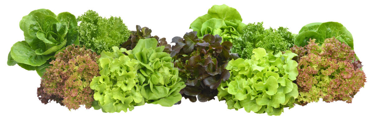 Lire la suite à propos de l’article Le mur végétal comestible de Prêt à Pousser au Printemps du Goût