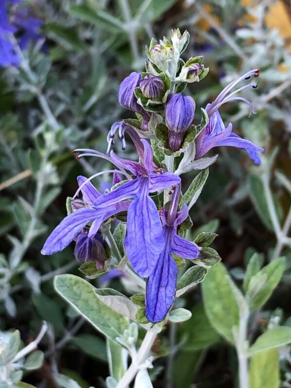 Lire la suite à propos de l’article Germandrée arbustive bleu azur