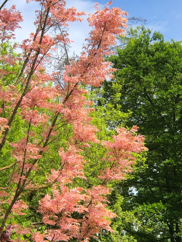 Lire la suite à propos de l’article La période rose crevette de Toona sinensis ‘Flamingo’