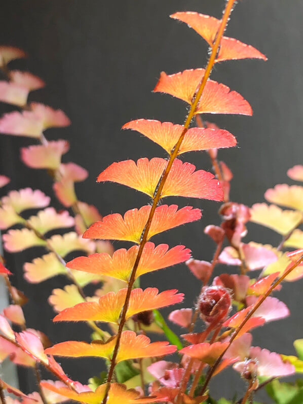 Lire la suite à propos de l’article Les nouvelles frondes cuivrées d’Adiantum caudatum
