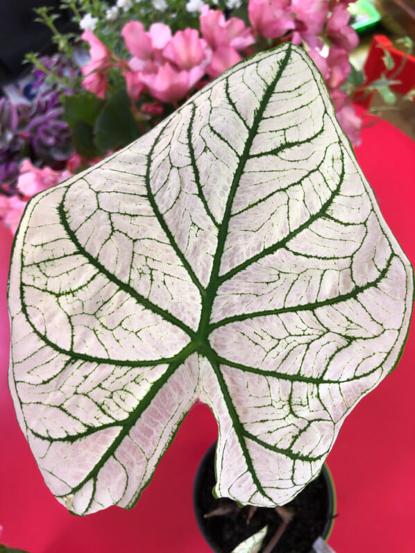 Lire la suite à propos de l’article Caladium ‘White Christmas’