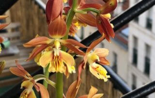Calanthe (orchidée rustique) en fleur sur mon balcon parisien au début du printemps, Paris 19e (75)