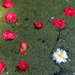 Fleurs de camélias et lentilles d'eau à la surface d'un bassin, au début du printemps dans le Parc floral, Paris 12e (75)