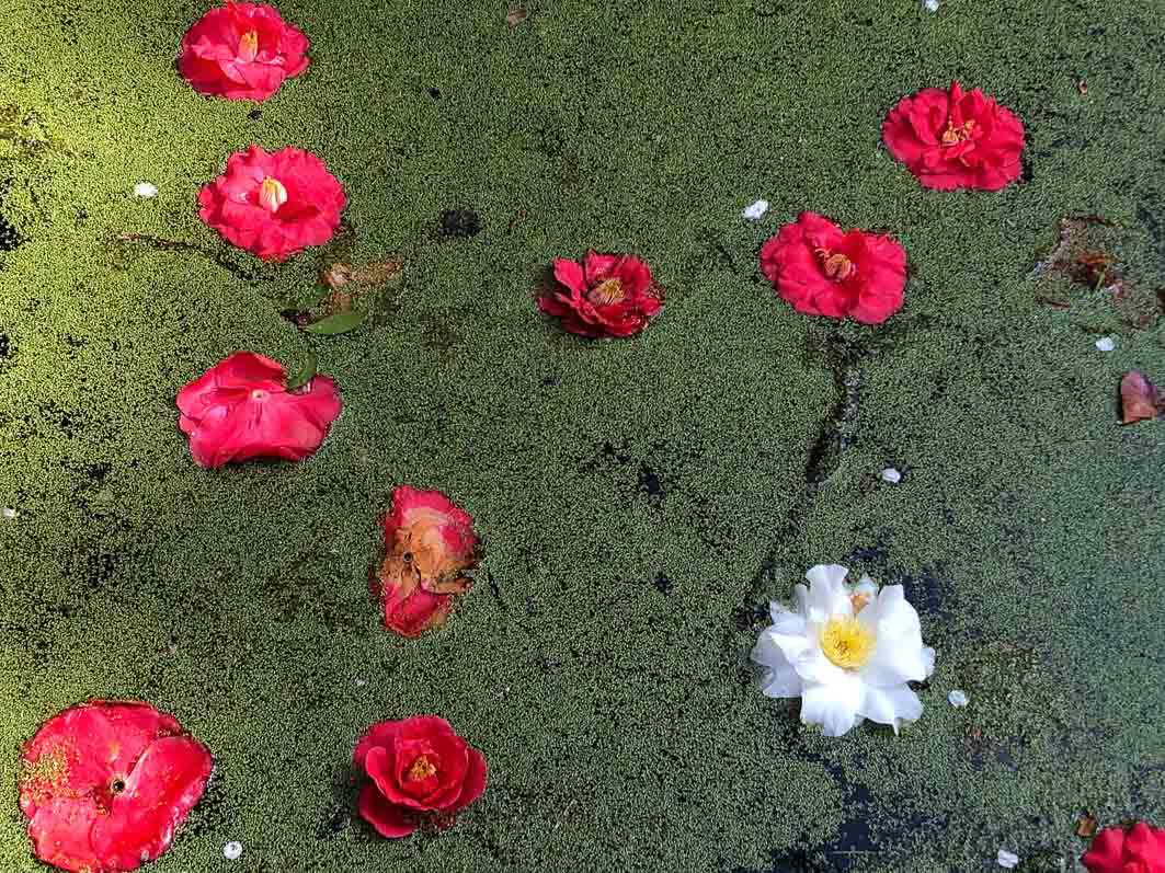 Fleurs de camélias et lentilles d'eau à la surface d'un bassin, au début du printemps dans le Parc floral, Paris 12e (75)