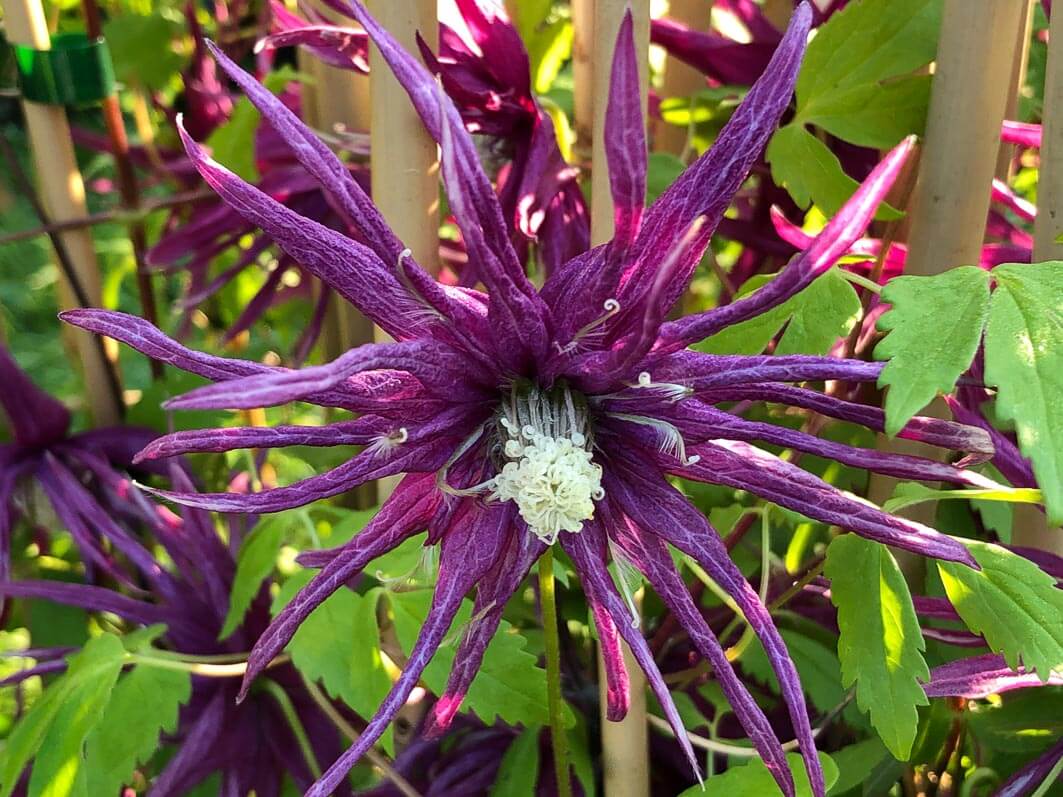 Lire la suite à propos de l’article Clématite ‘Octopus’, une variété à floraison précoce