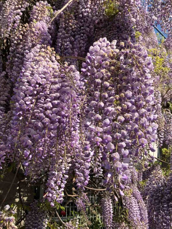 Lire la suite à propos de l’article Glycine dans le parc de la Villette (Paris 19e)