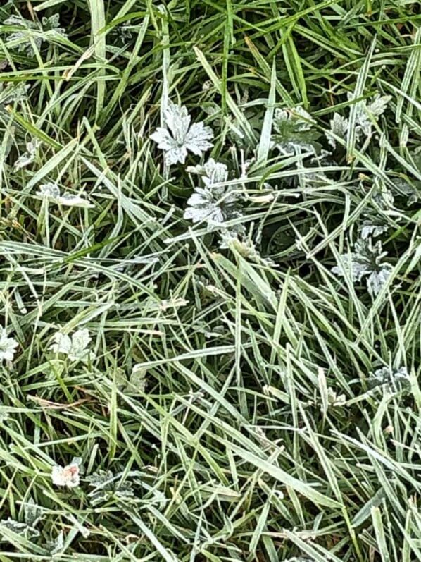 Lire la suite à propos de l’article Temps froid pour les Saints de Glace (11, 12 et 13 mai 2020)