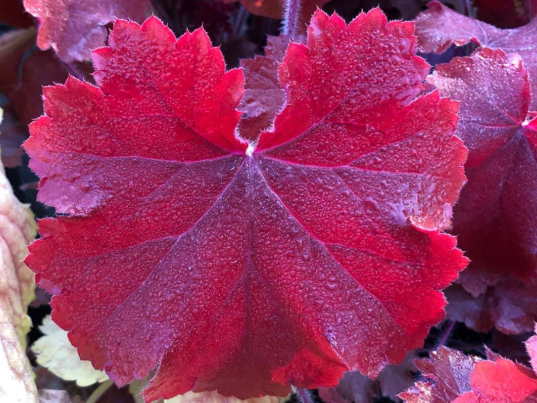 Lire la suite à propos de l’article Heuchera ‘Maple Leaf’