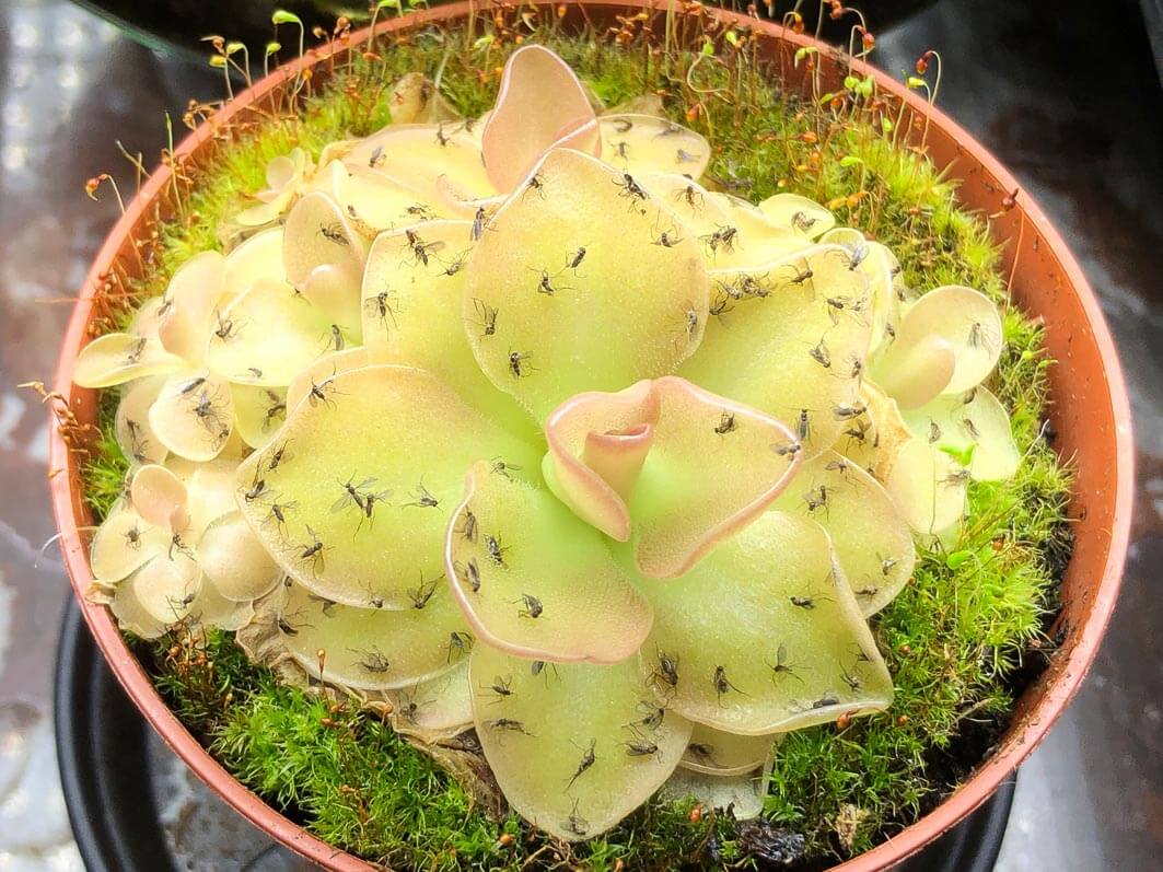 Moucherons sur Pinguicula 'Weser', plante carnivore, plante d'intérieur, Paris 19e (75)