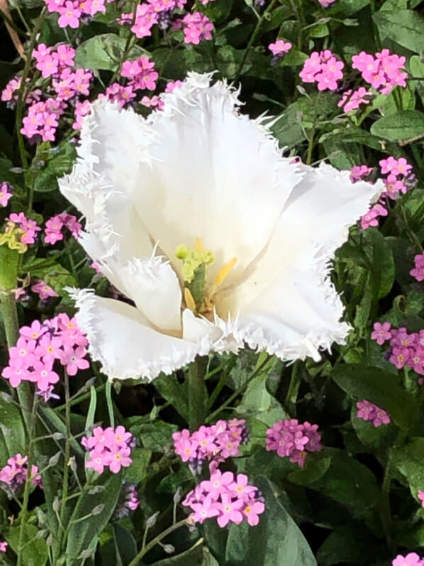 Lire la suite à propos de l’article Quelques duos de tulipes et myosotis