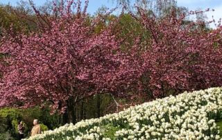 Narcisses et Prunus au début du printemps dans le Parc floral, Paris 12e (75)