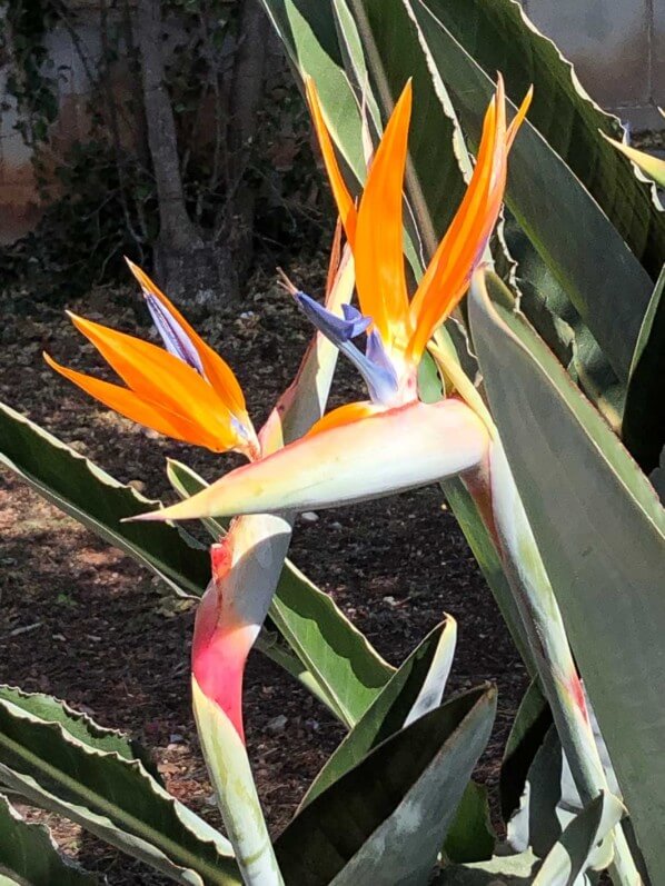 Strelitzia reginae, oiseau de Paradis, Antibes (06)
