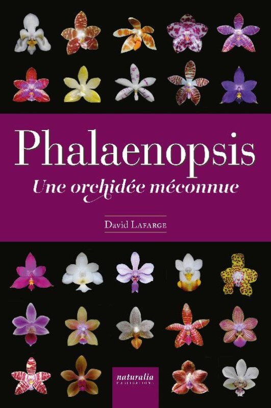 Lire la suite à propos de l’article Phalaenopsis, une orchidée méconnue