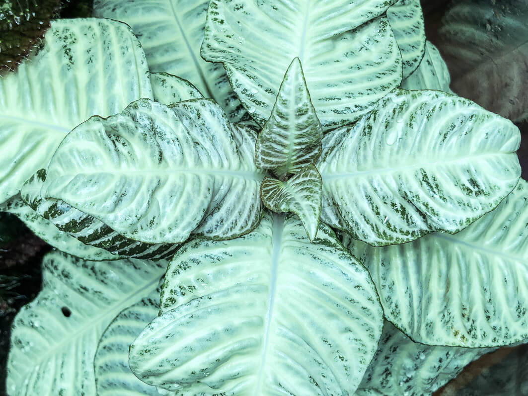 Lire la suite à propos de l’article Aphelandra squarrosa ‘White Wash’