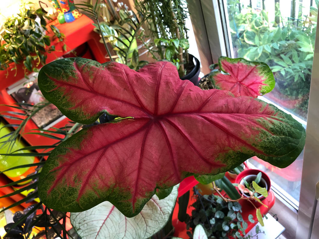 Lire la suite à propos de l’article Caladium ‘Frieda Hemple’
