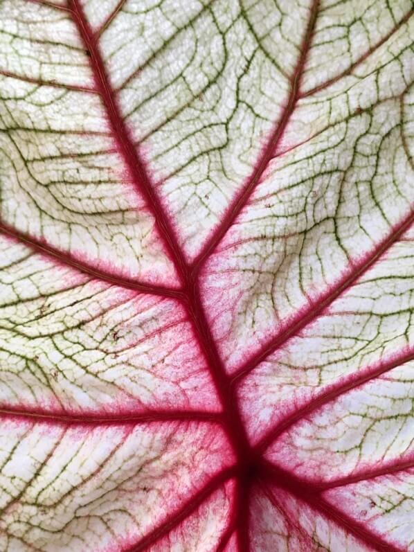 Lire la suite à propos de l’article Caladium ‘White Queen’