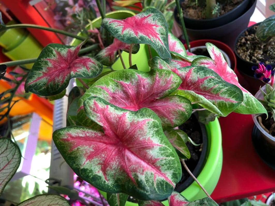 Lire la suite à propos de l’article Caladium miniature trouvé chez What the Flower