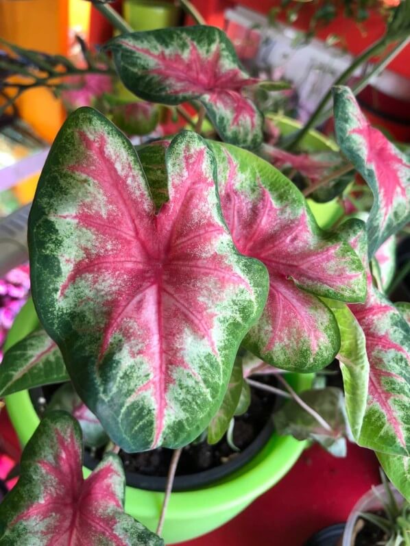 Caladium à petites feuilles, Araceae, plante d'intérieur, Paris 19e (75)