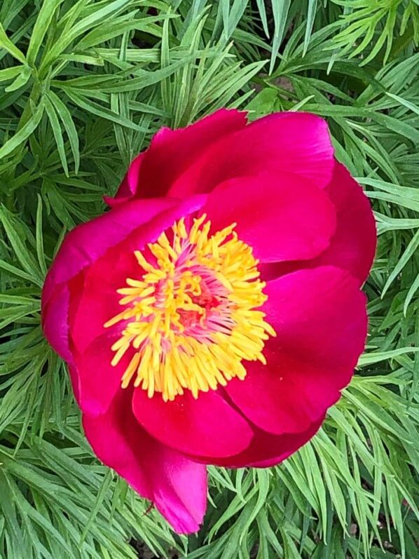 Lire la suite à propos de l’article Pivoine goutte de sang à fines feuilles