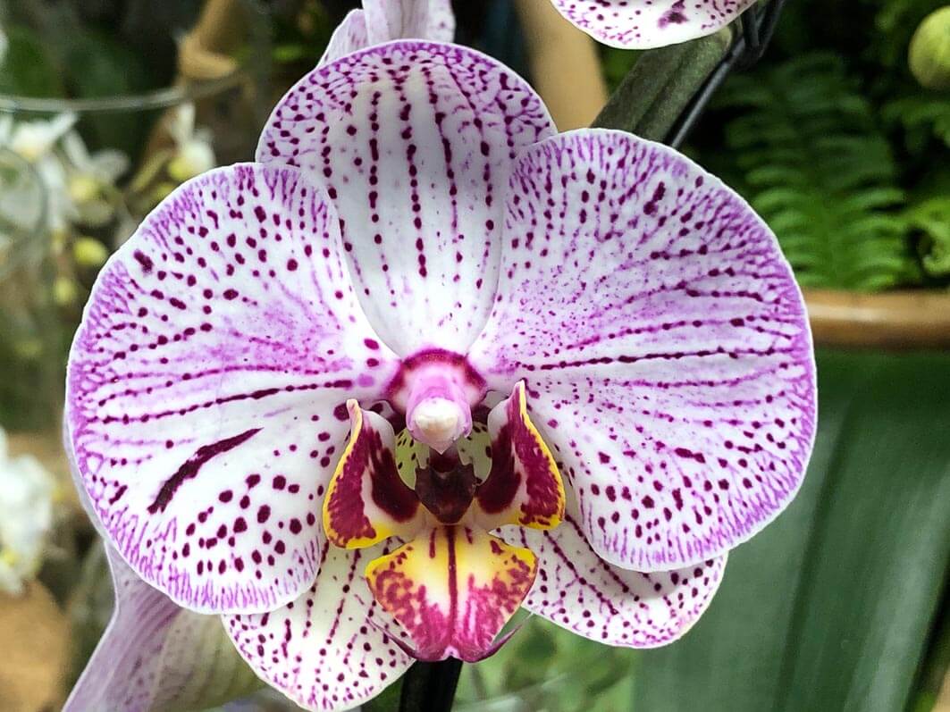 Lire la suite à propos de l’article Quelques phalaenopsis